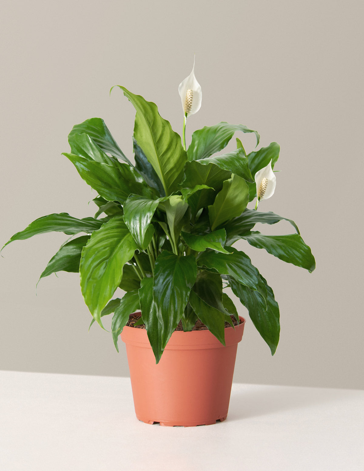 Peace Lily