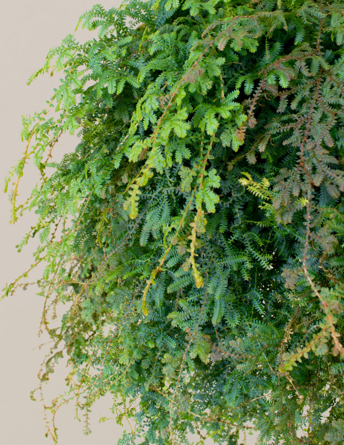 rainbow moss hanging plant Peacock Fern Hanging Basket