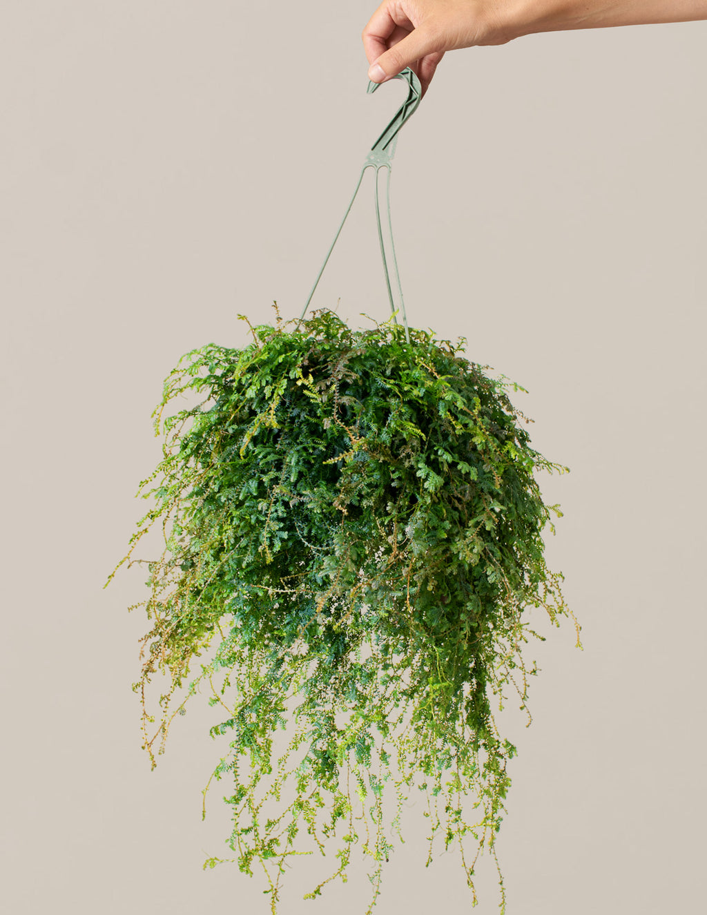 bundle | Medium | Grow Pot