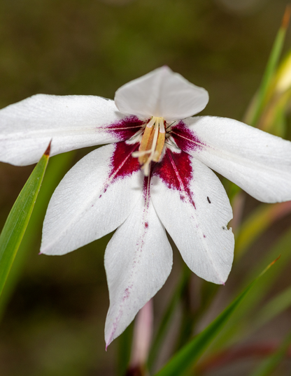 Peacock Orchid Flower Bulbs
