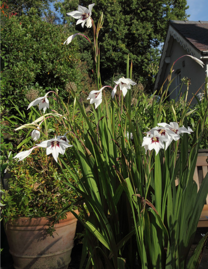 Peacock Orchid Flower Bulbs