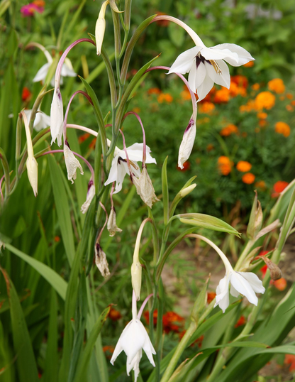 Peacock Orchid Flower Bulbs