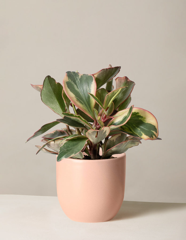 Peperomia Ginny