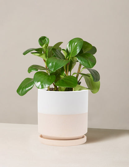 small green plant pots Baby Rubber Plant with Planter - Medium (13-17" tall) Blush Planter