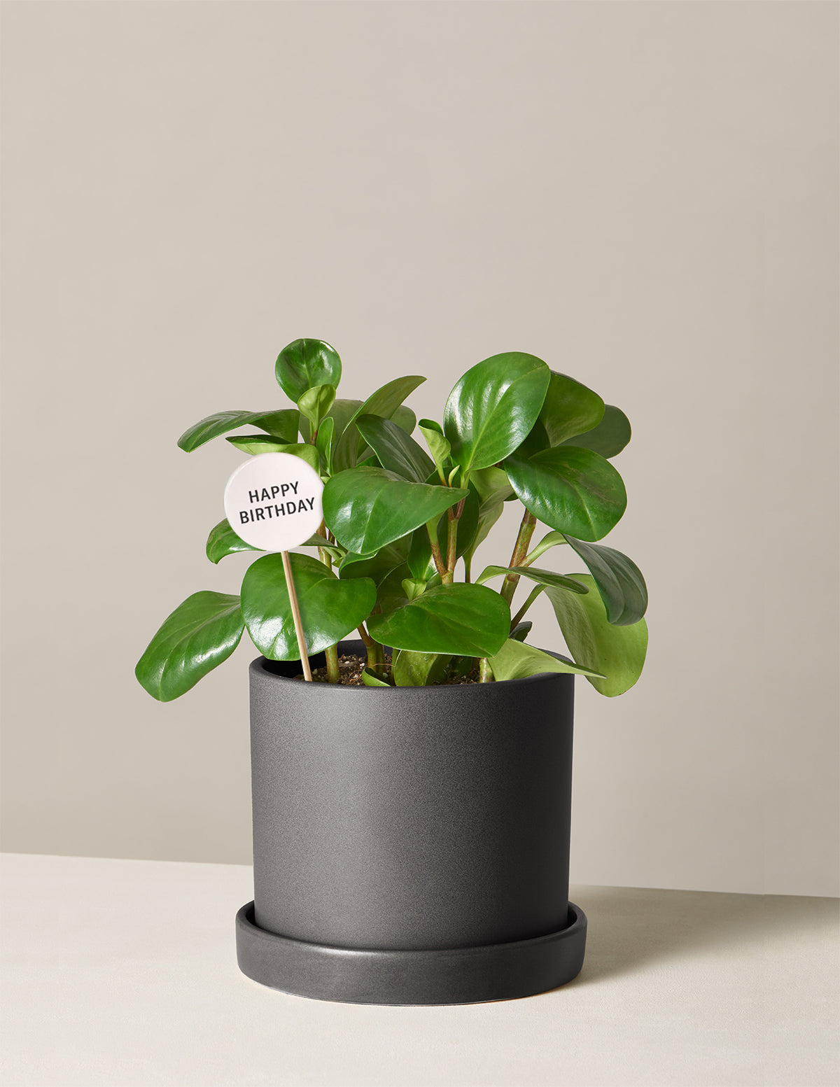 files/the-sill_peperomia-green_variant_medium_hyde_black_1_1.jpg