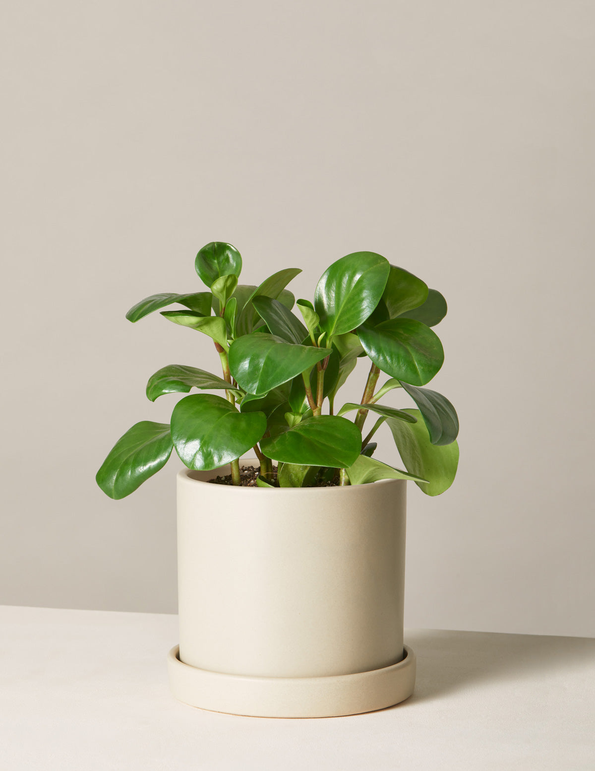 Baby Rubber Plant