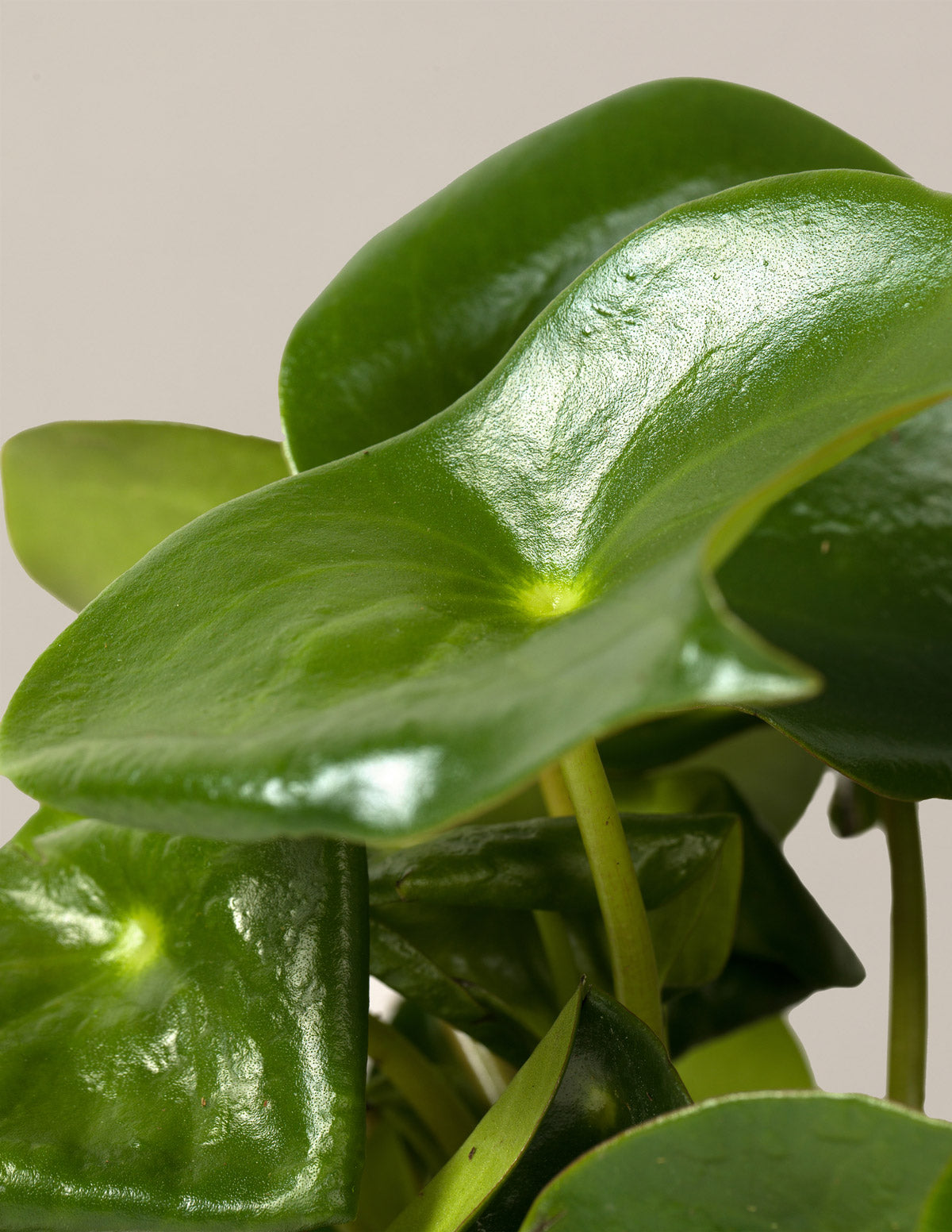 raindrop money plant Peperomia Raindrop | Low Light Plants & Houseplants Delivery