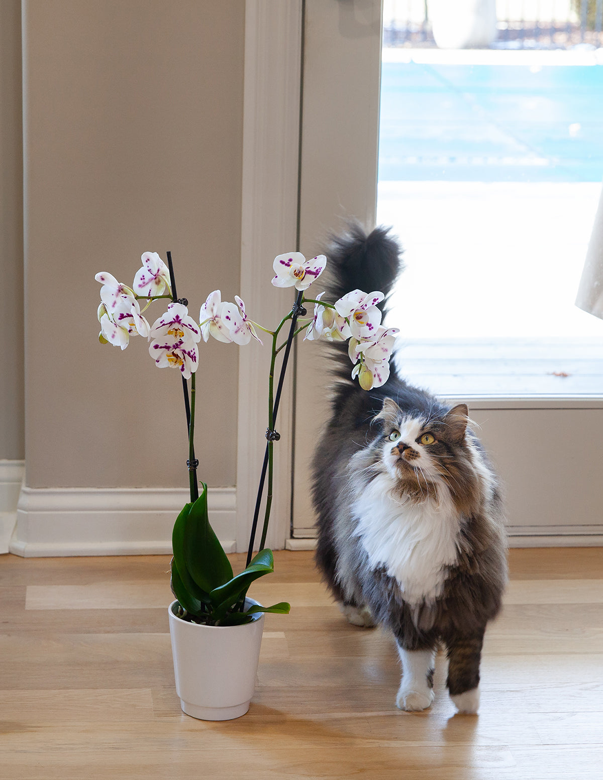 white orchid indoor plant White Orchid Houseplant with Planter - Small (20-28" tall) White Planter