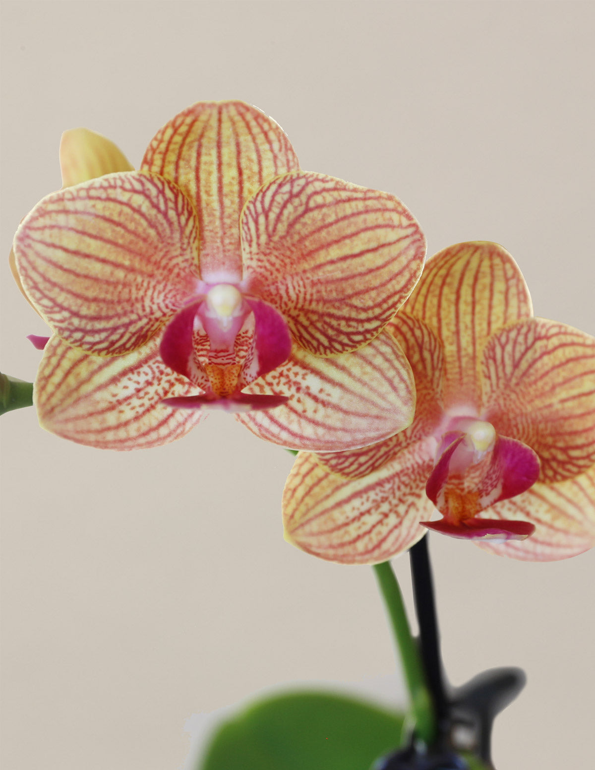 Petite Sunset Orchid