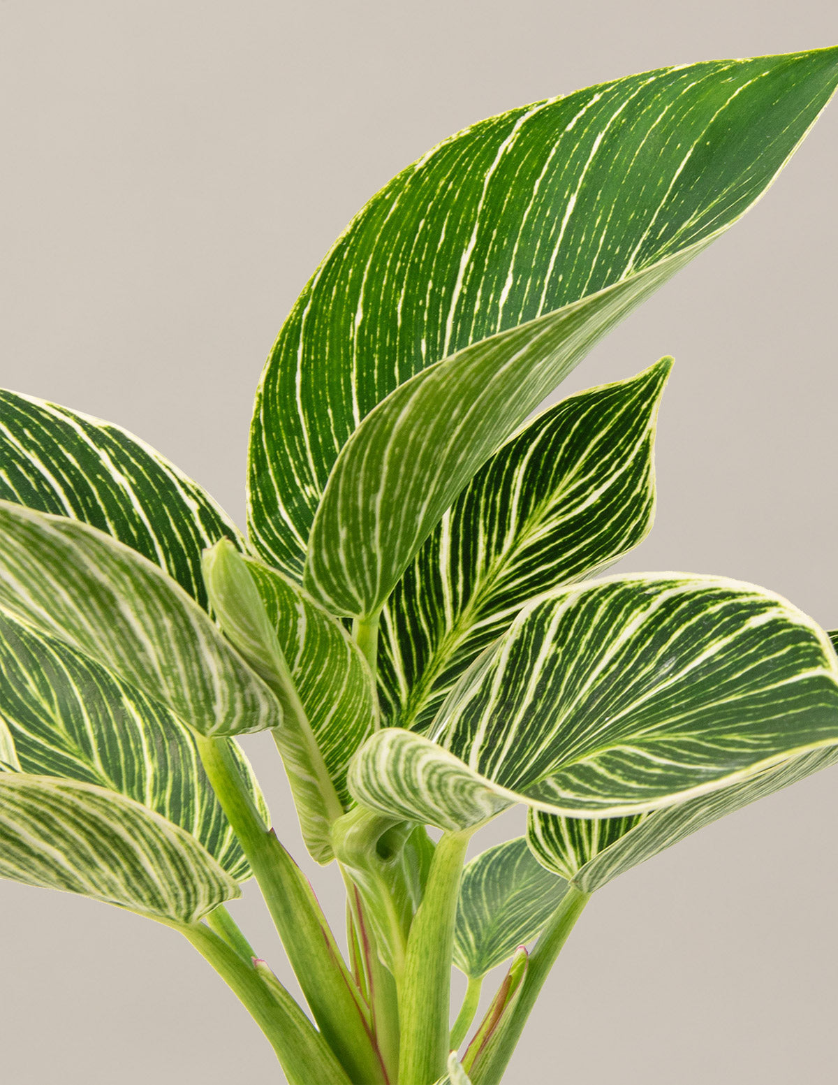 Philodendron Birkin | Houseplants for Delivery