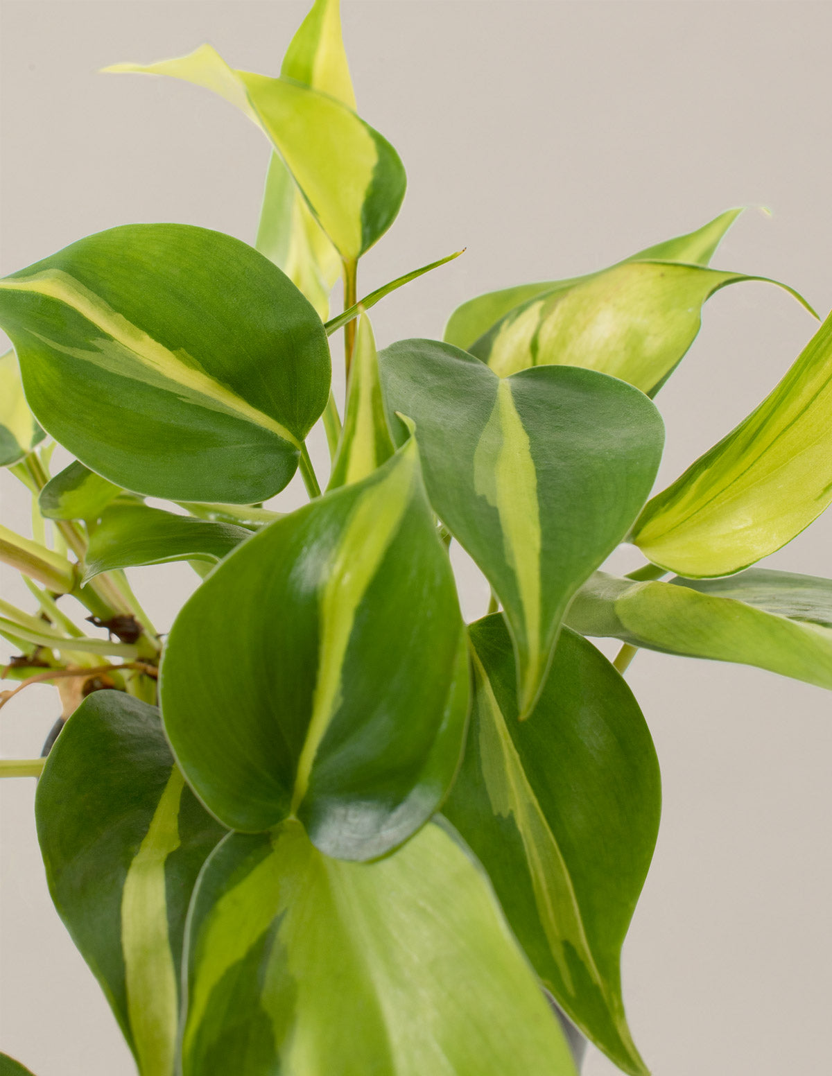 Philodendron Brasil Houseplant with Planter - Medium (4-7