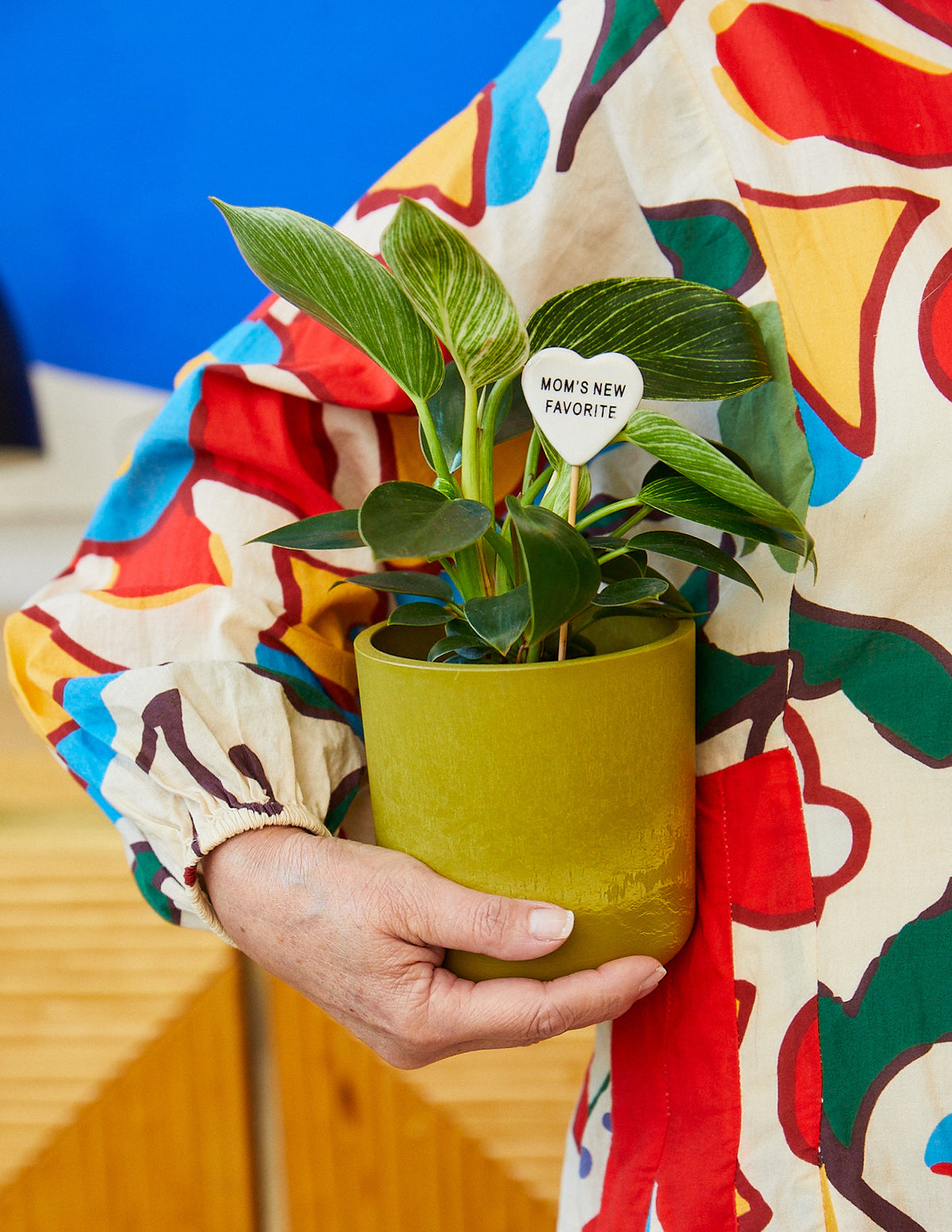 birkin pothos Philodendron Birkin