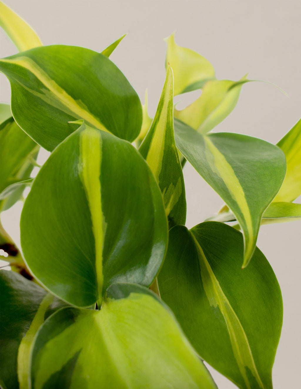 Philodendron Brasil