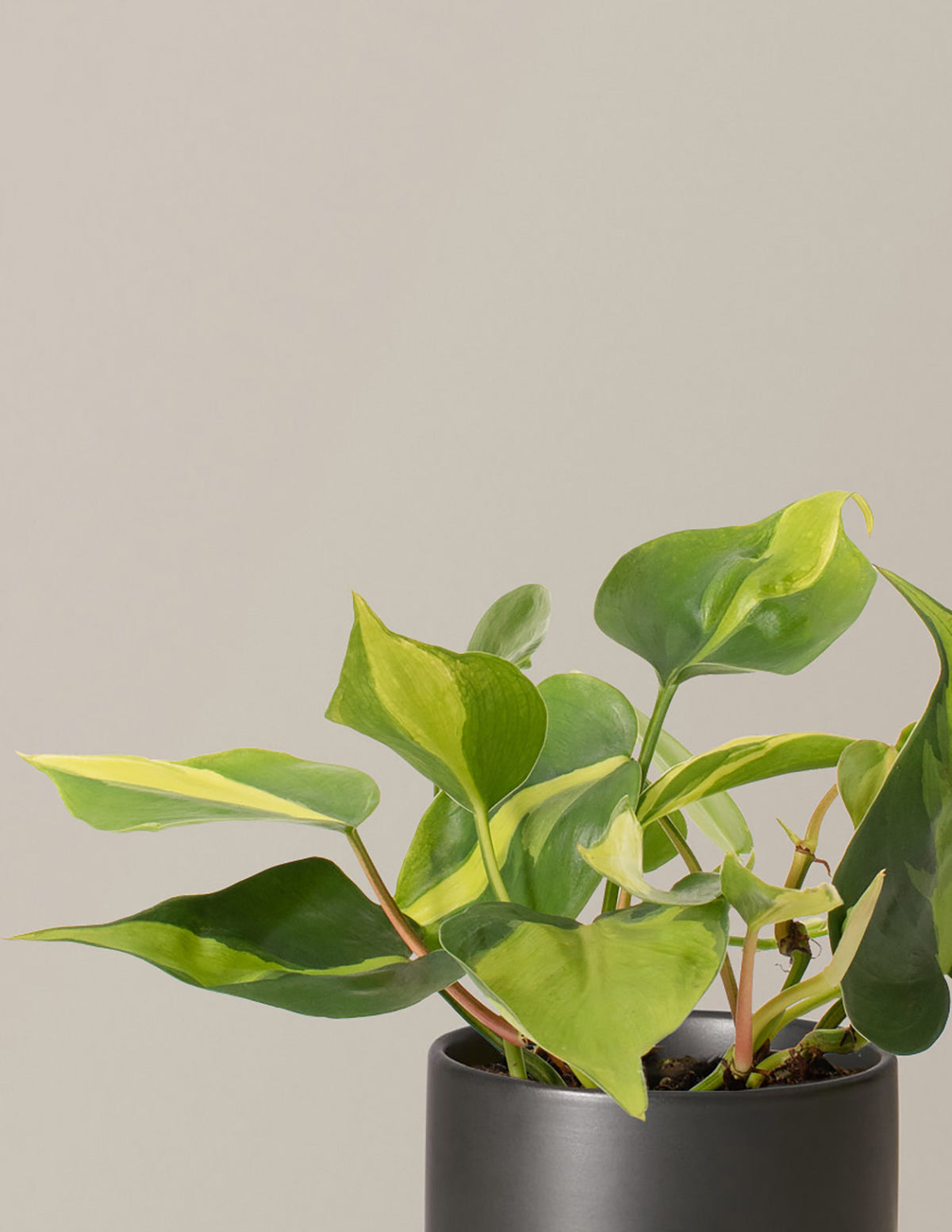 Philodendron Brasil