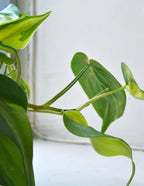 Philodendron Brasil
