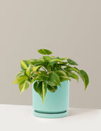 Philodendron Brasil