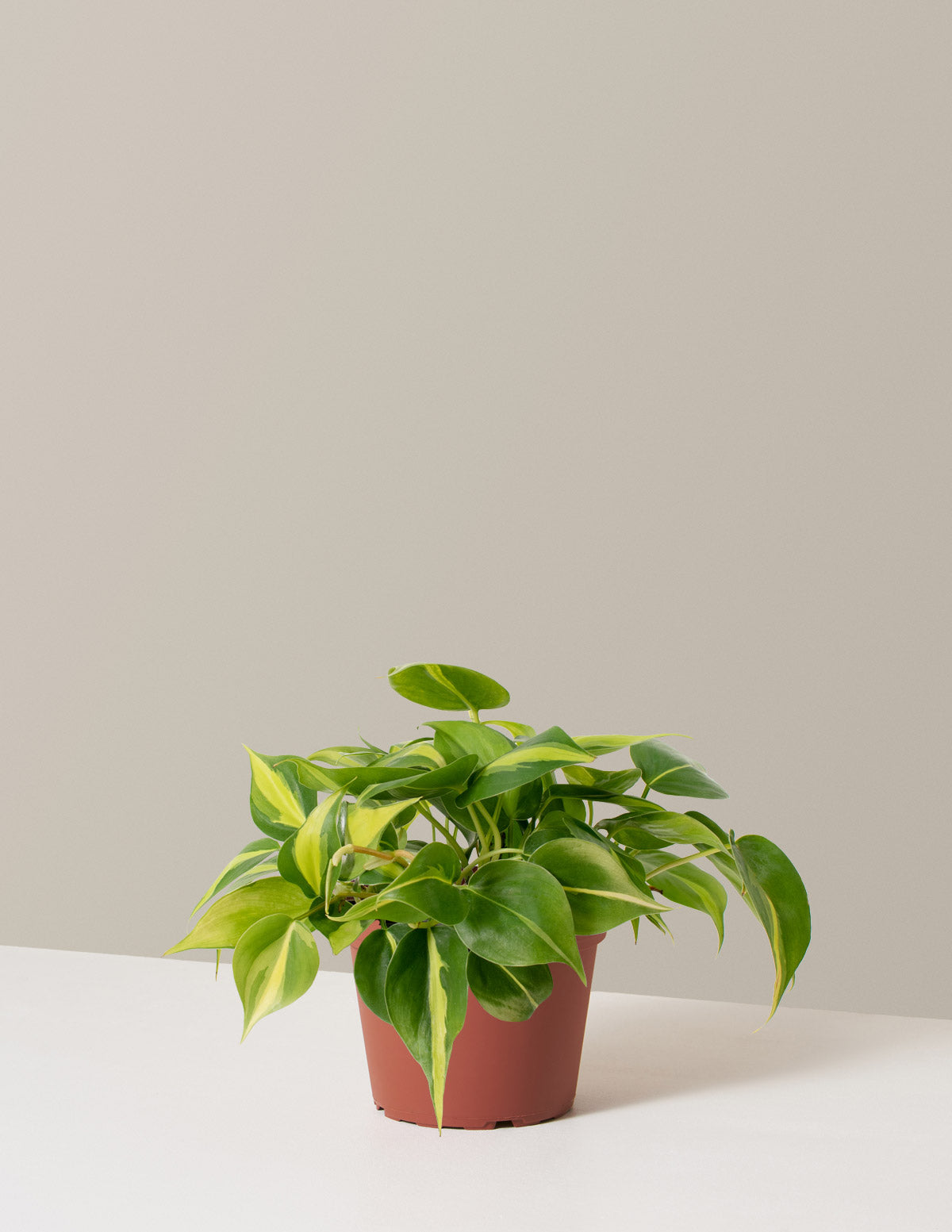 philodendron brasil indoor Philodendron Brasil Houseplant - Medium (4-7" tall) Grow Pot
