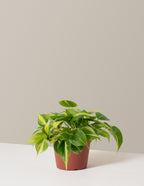 bundle | Medium | Grow Pot