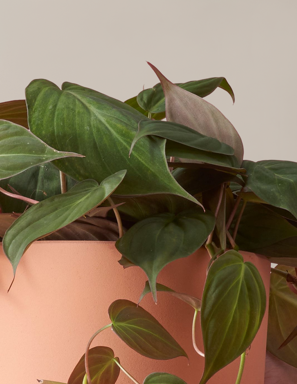 Philodendron Micans