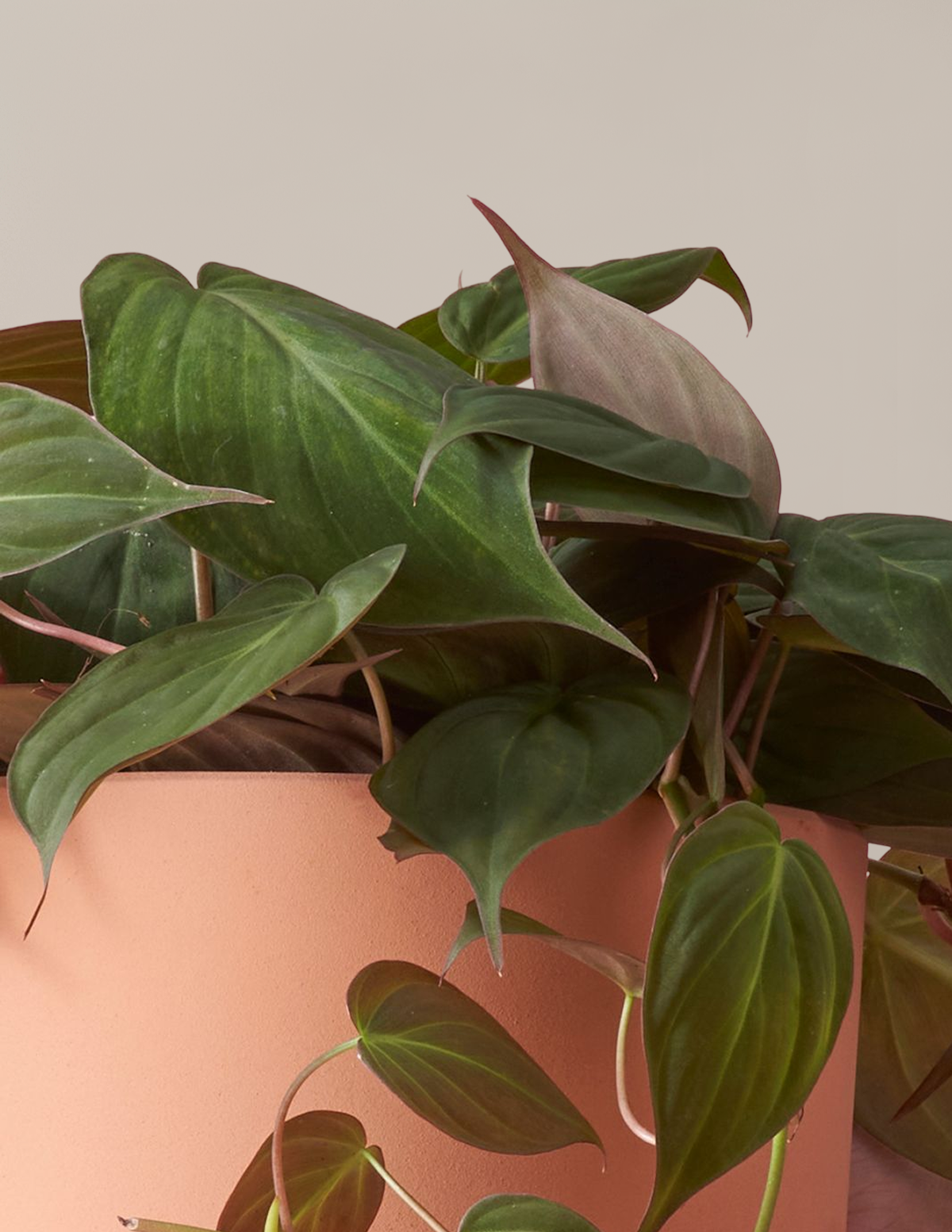 Philodendron Micans