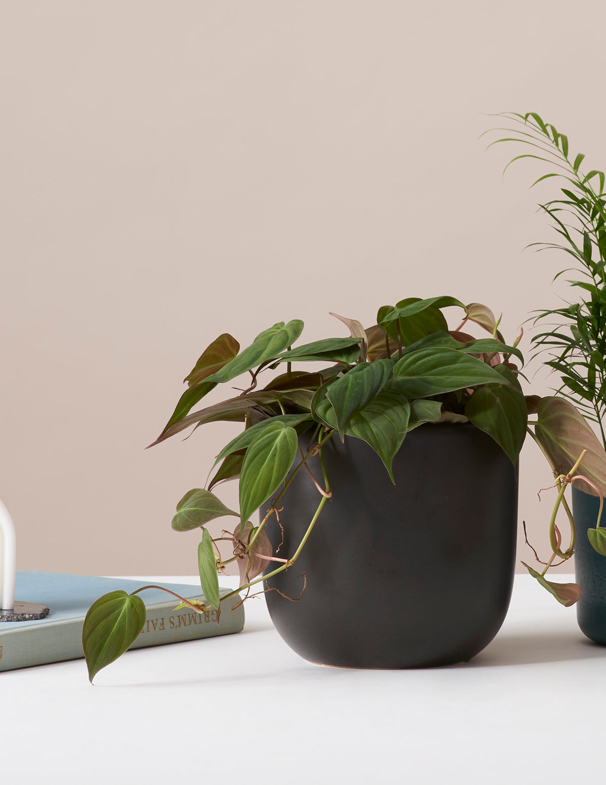 Philodendron Micans