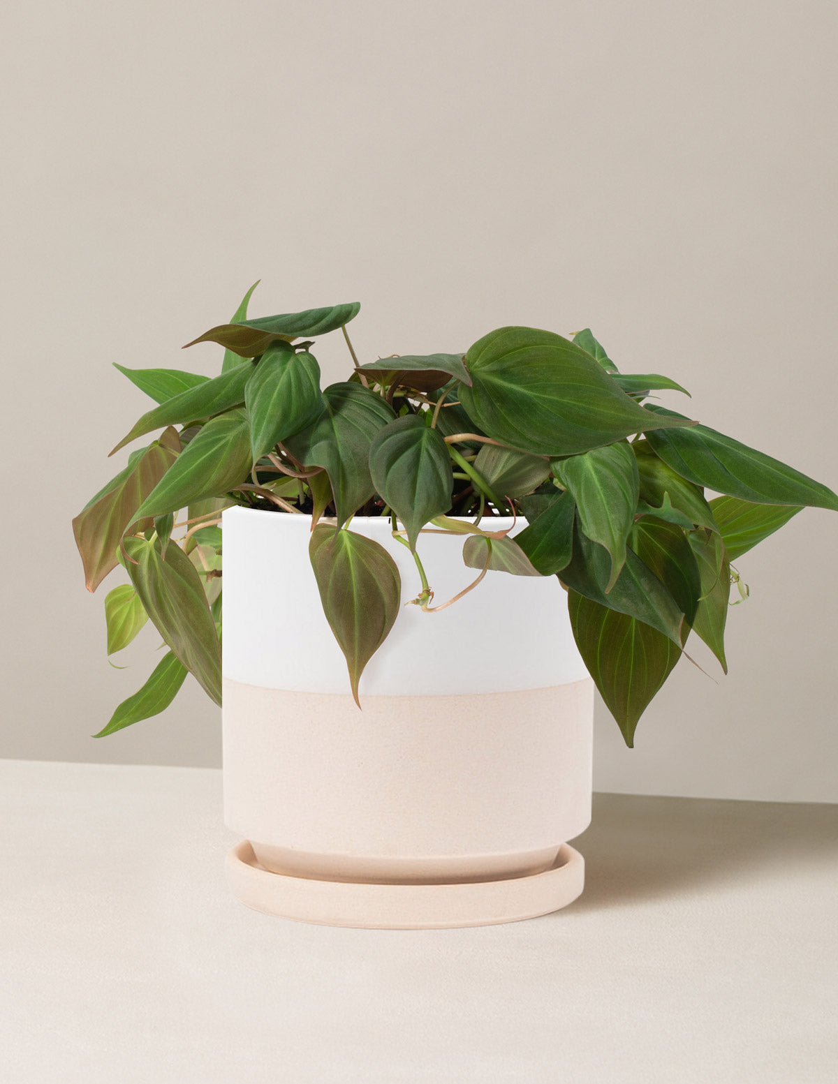 files/the-sill_philodendron-micans_medium_isabella_top-half-white_variant.jpg
