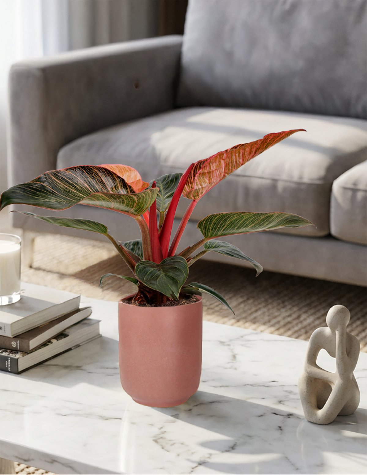 Philodendron Pink Bikini