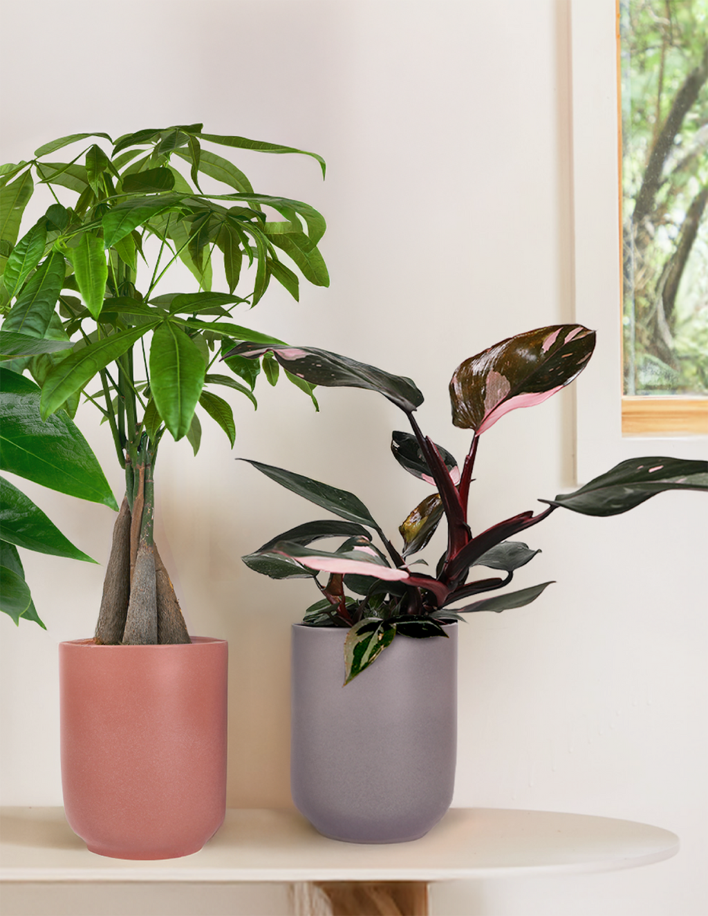 Philodendron Pink Princess