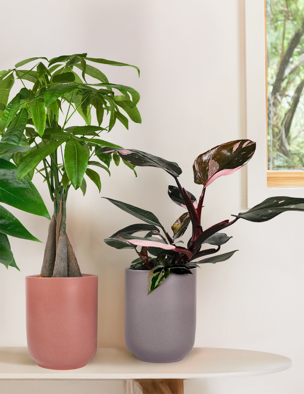 Philodendron Pink Princess