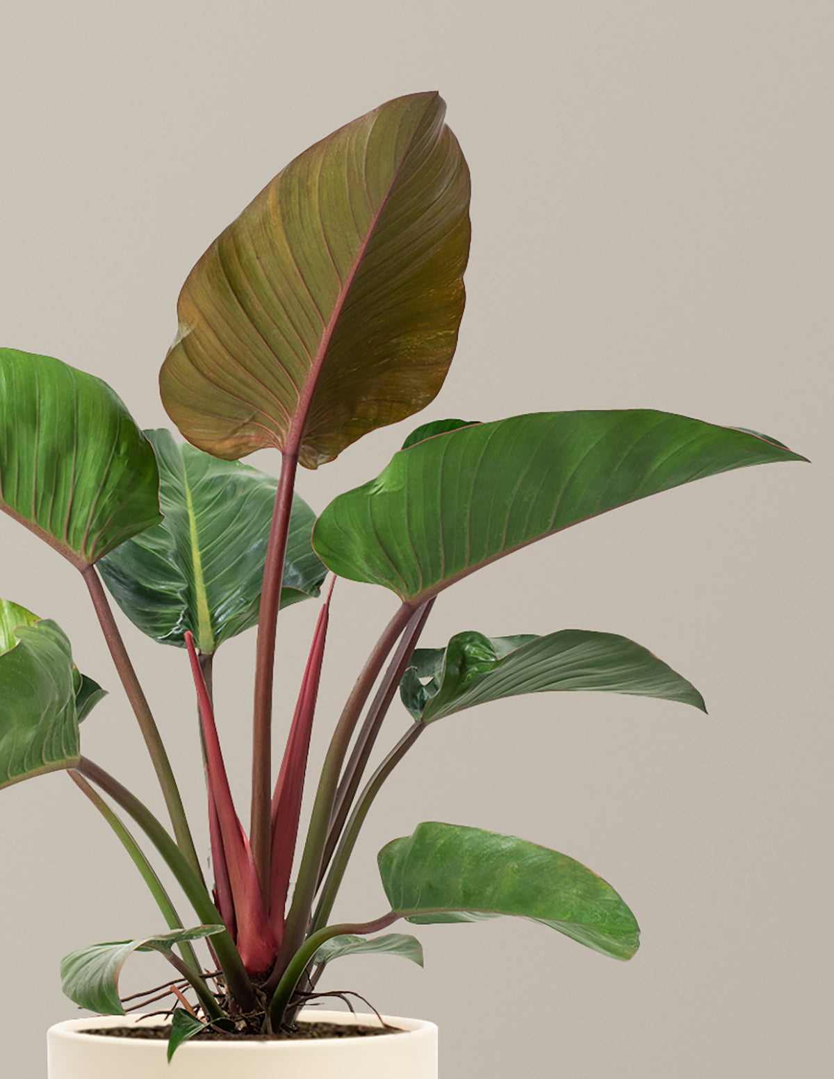 Large Philodendron Rojo Congo | Indoor Plants and Houseplants for