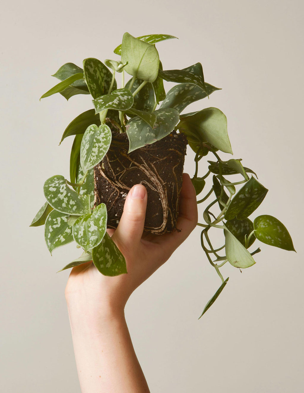 Philodendron Silver