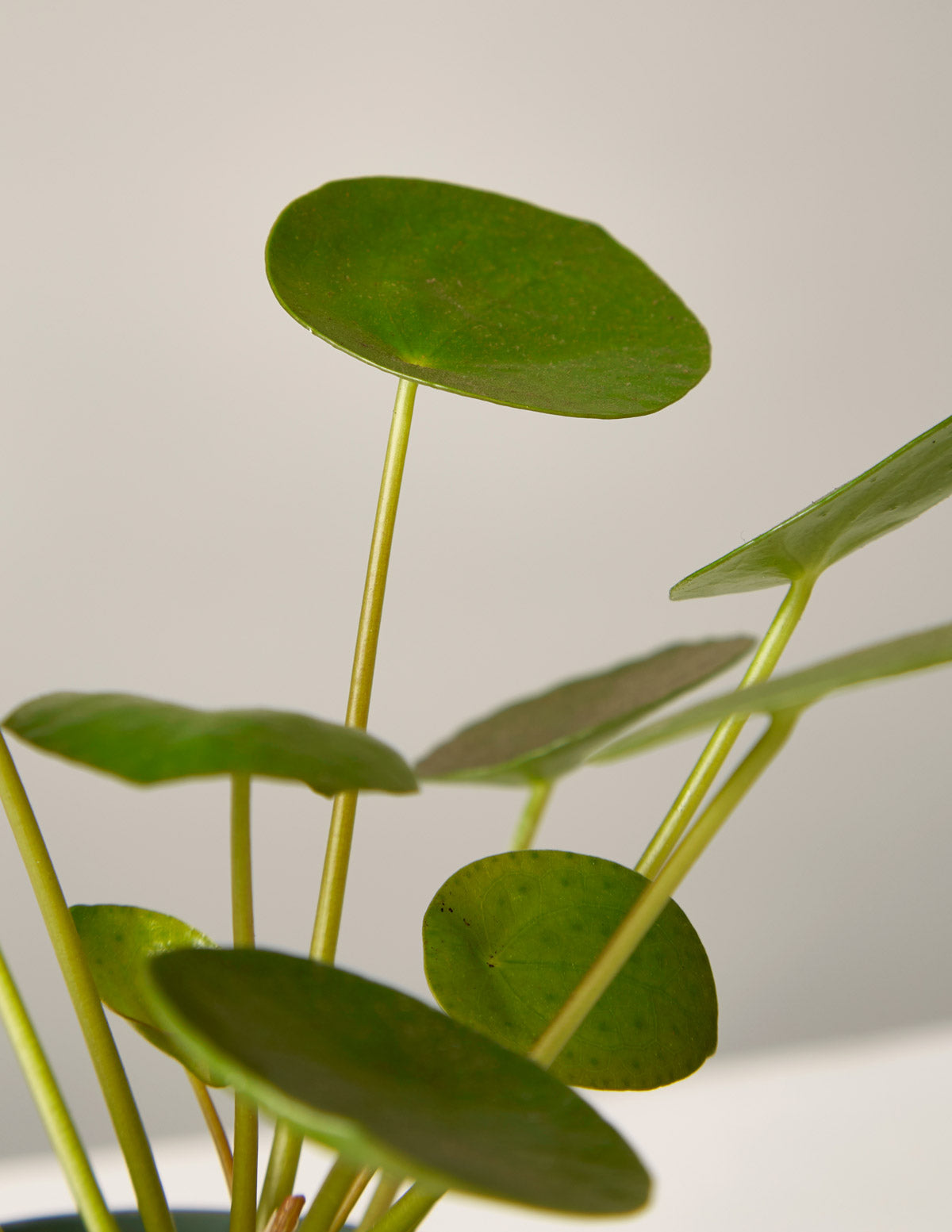 chinese money plant the sill Pilea Peperomioides