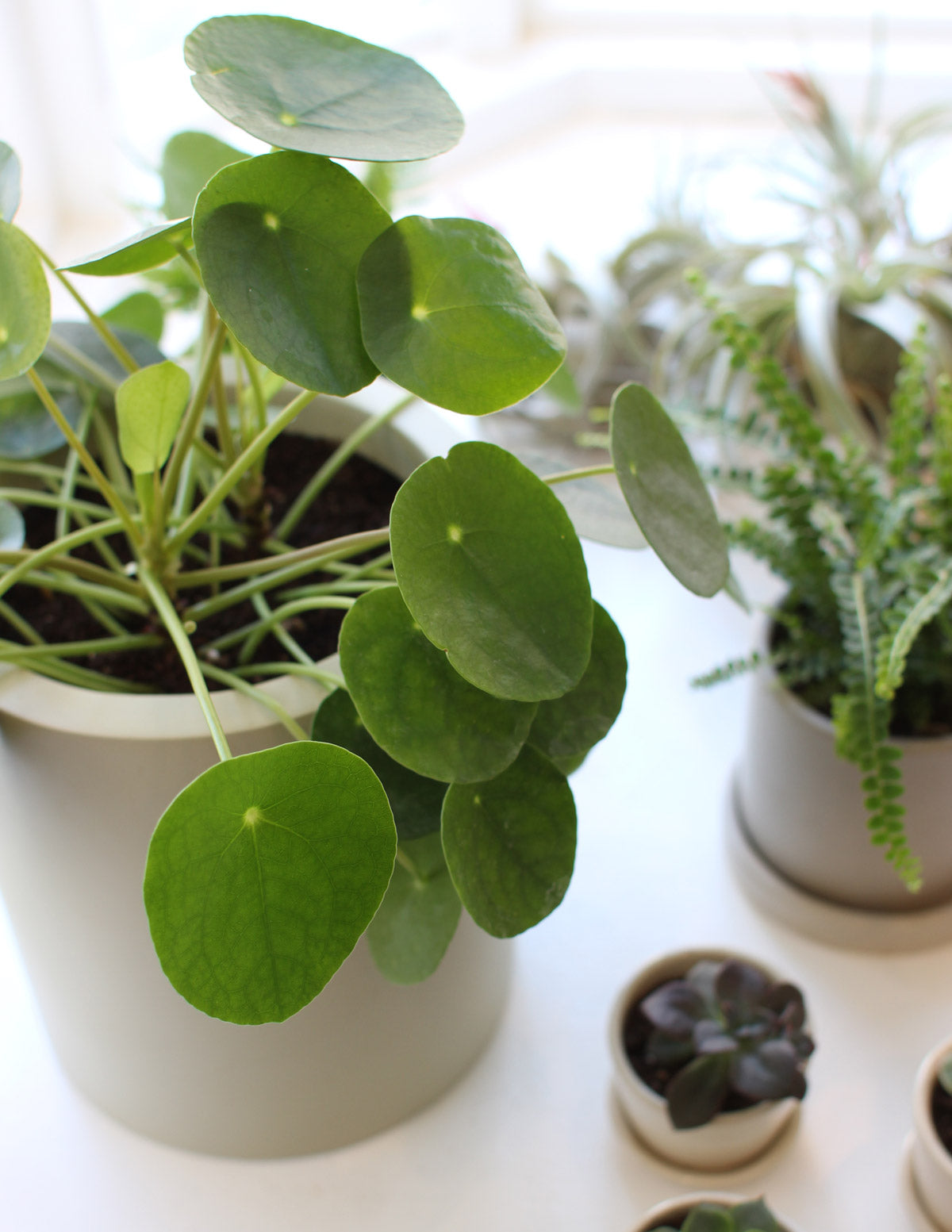 the sill money tree Pilea Peperomioides | Tropical Trailing Plants & Houseplants for Delivery