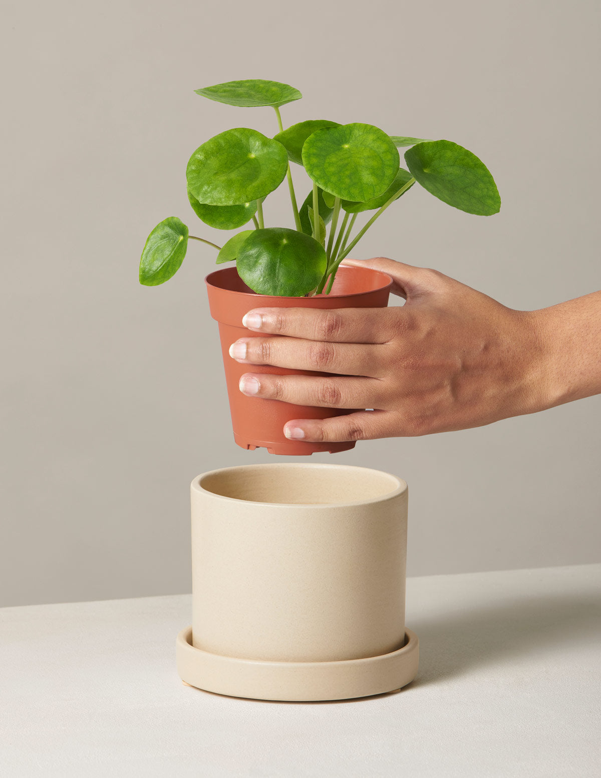 chinese money plant the sill Pilea Peperomioides