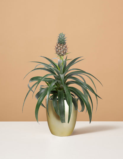 goodsmith shope pineapple planter Pineapple Plant | Houseplants for Delivery