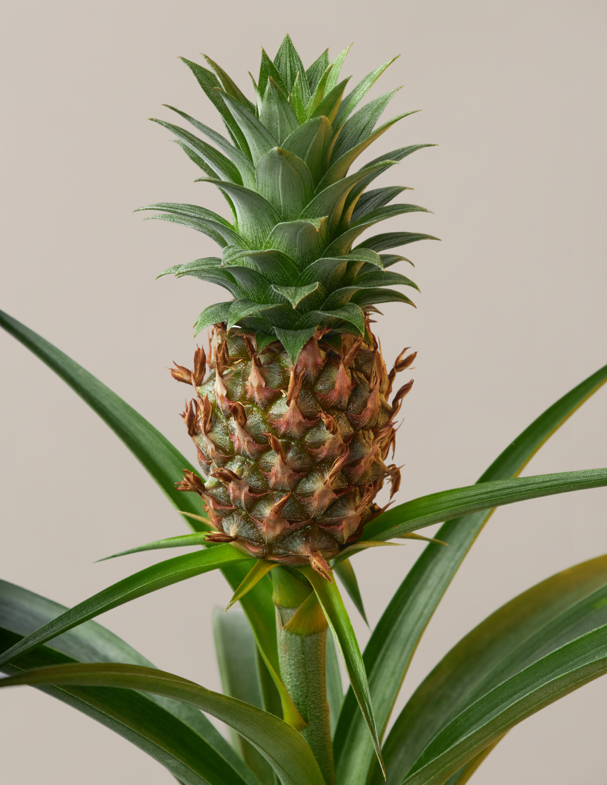 Pineapple Plant