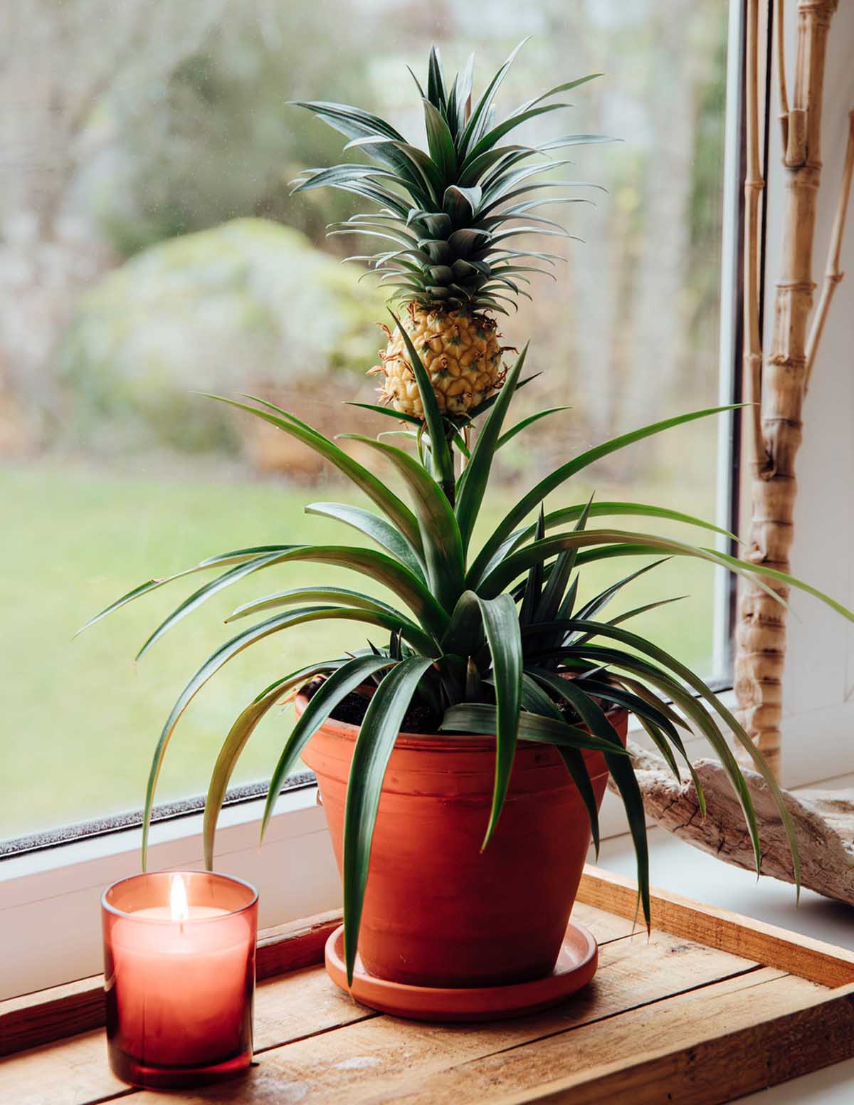 Pineapple Plant