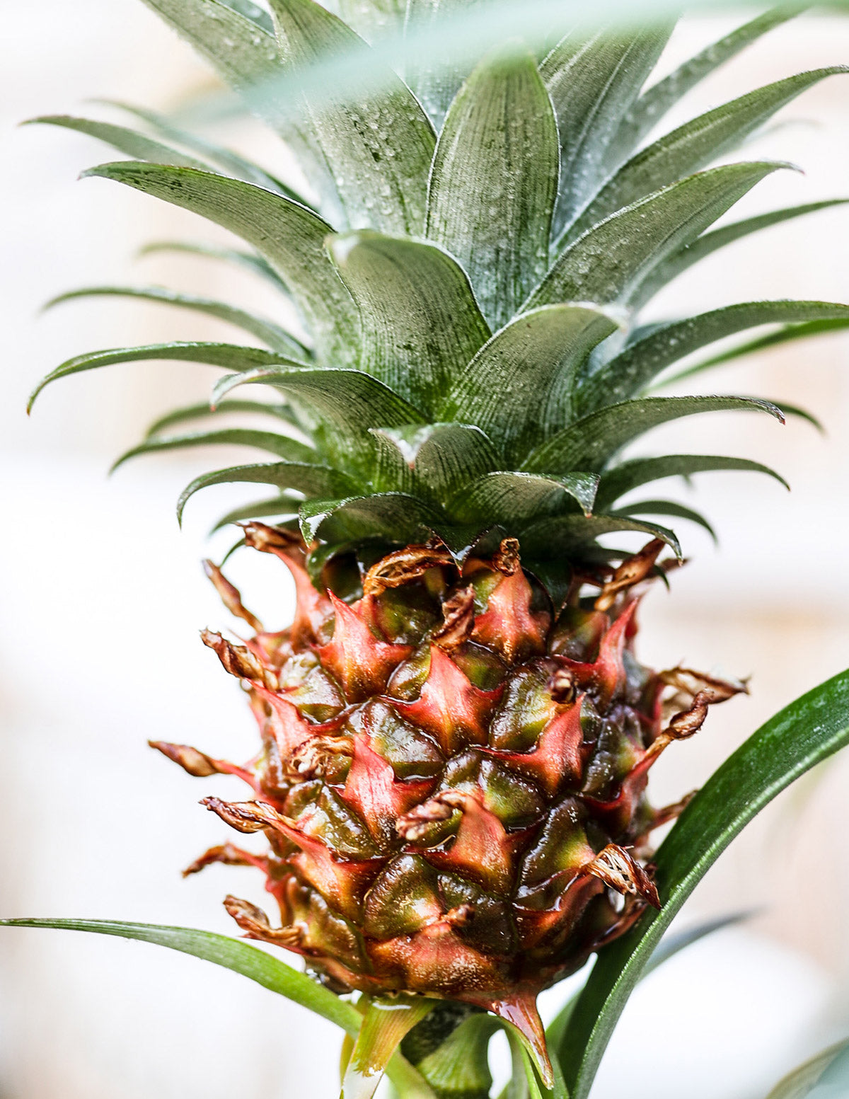 pineapple shaped plant Pineapple Plant