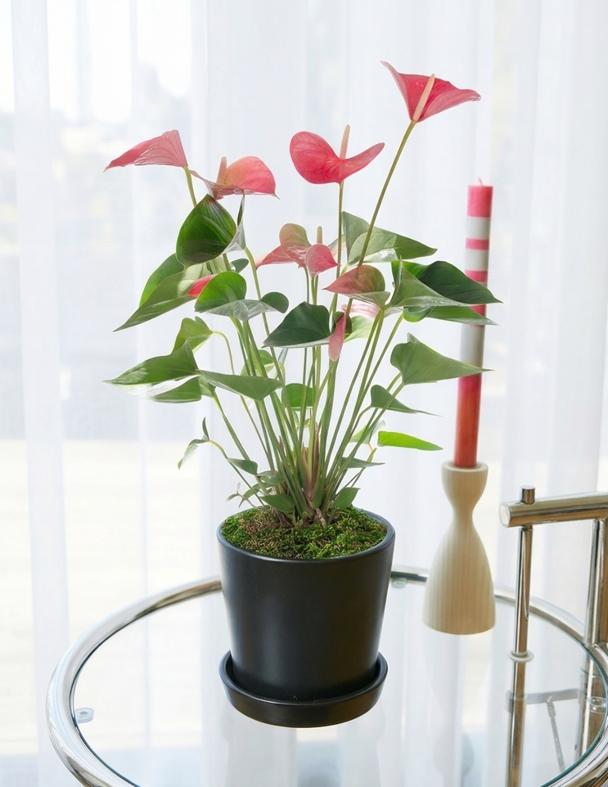 Pink Anthurium
