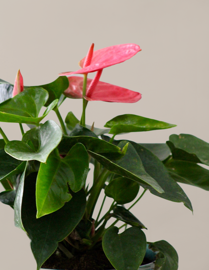 Large Double Anthurium