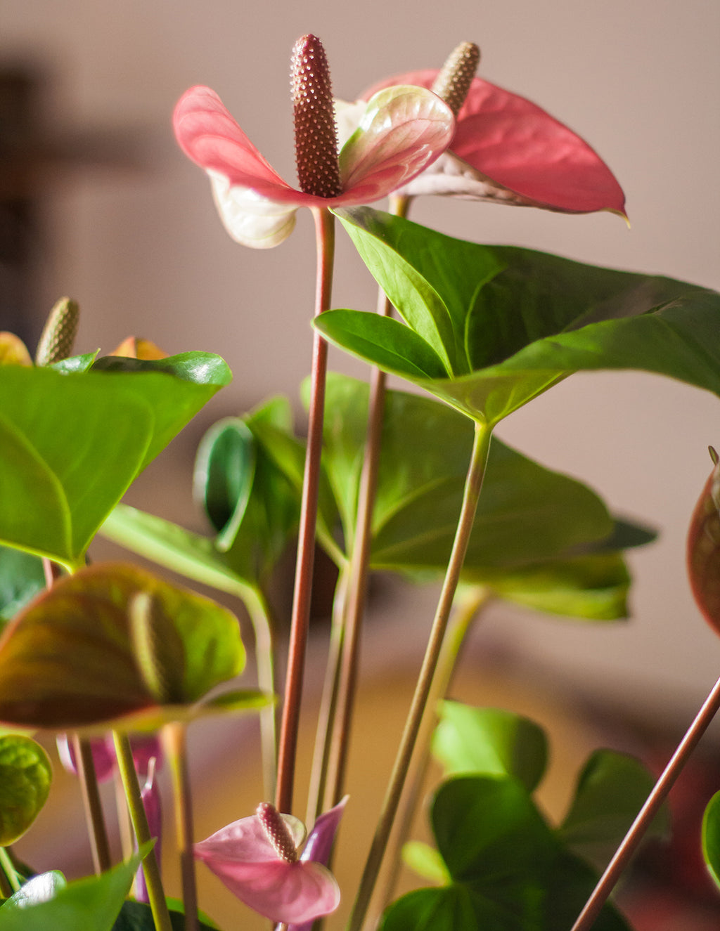 Pink Anthurium