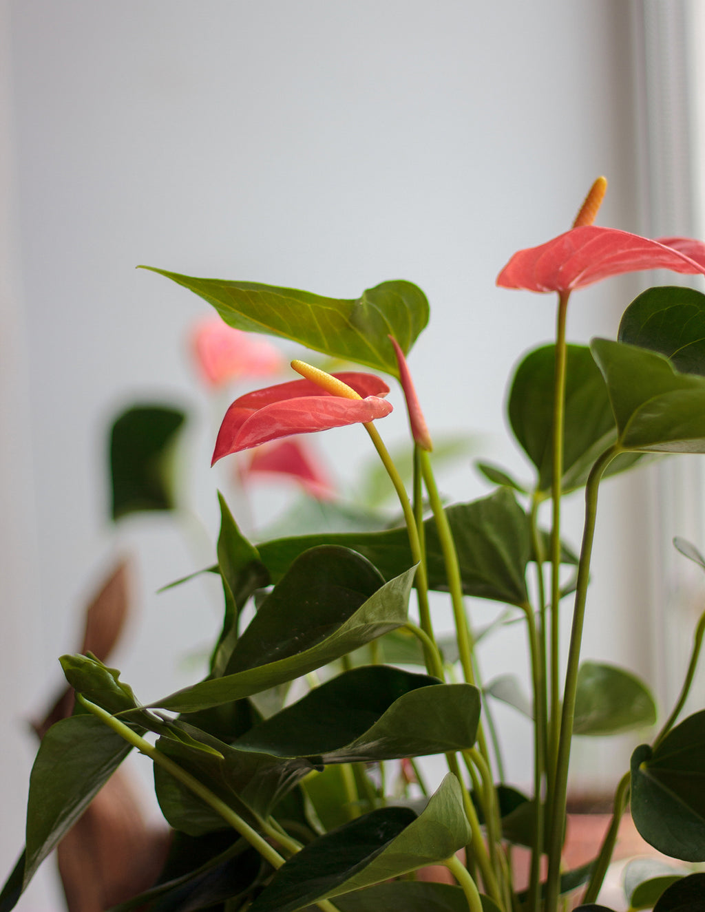 Large Double Anthurium