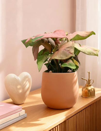 Pink Arrowhead Plant