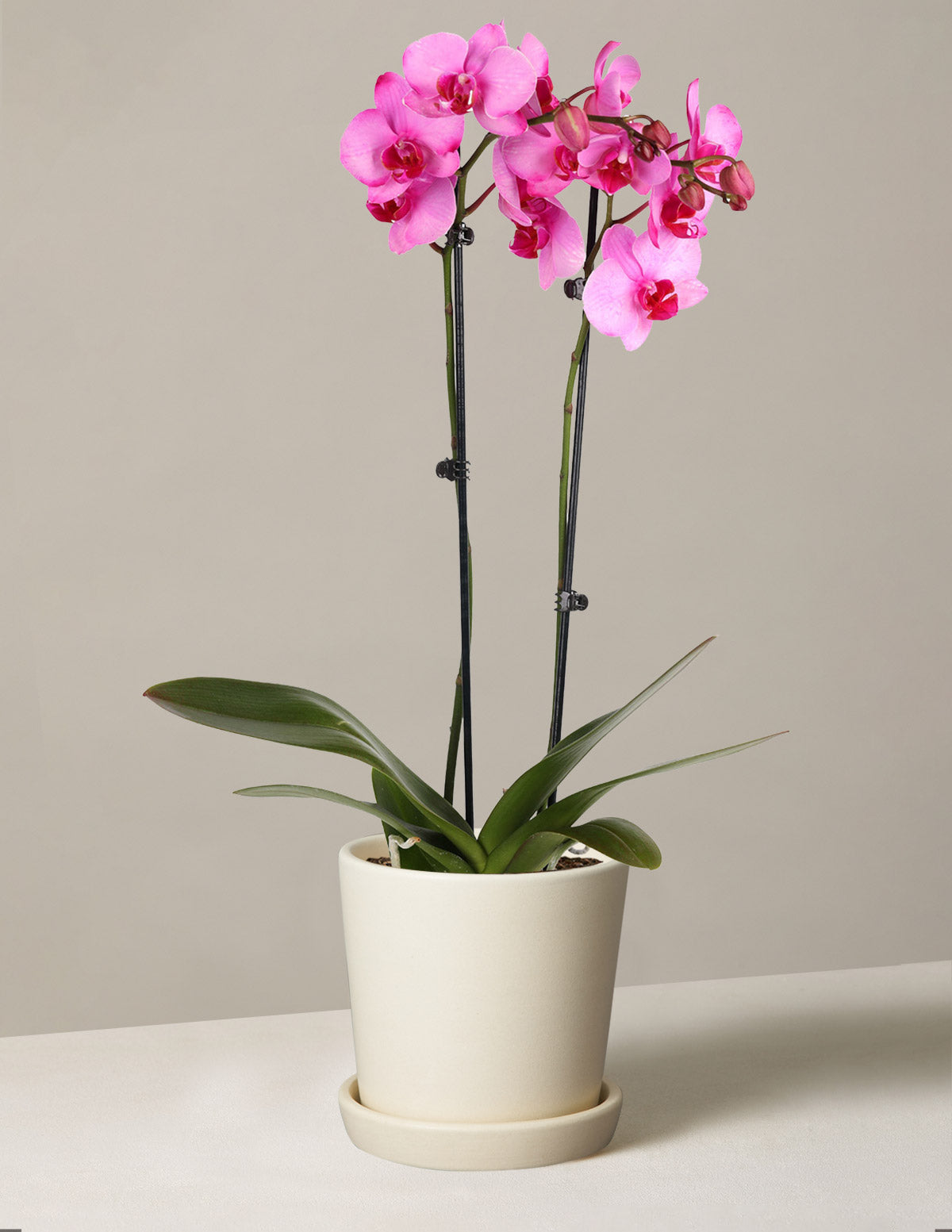 Pink Watercolor Orchid