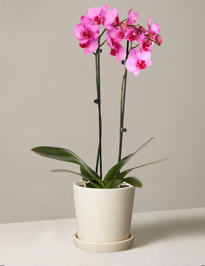 Pink Watercolor Orchid