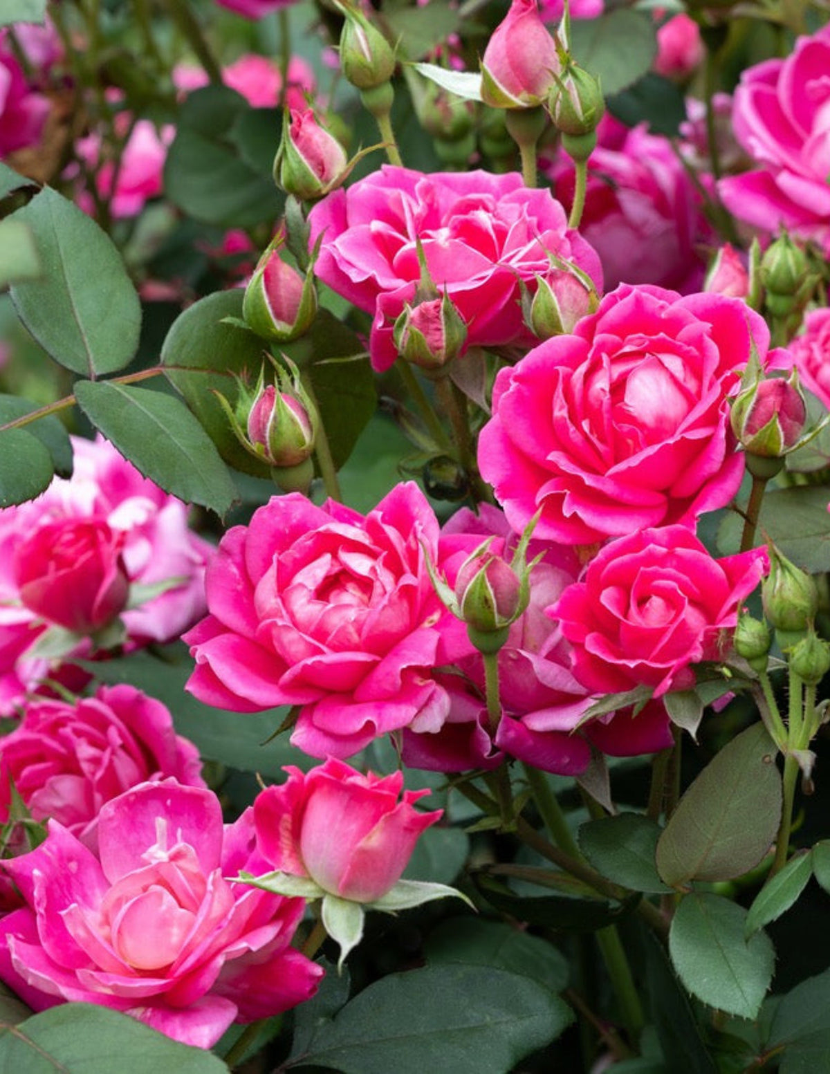 Pink Double Knock Out® Rose