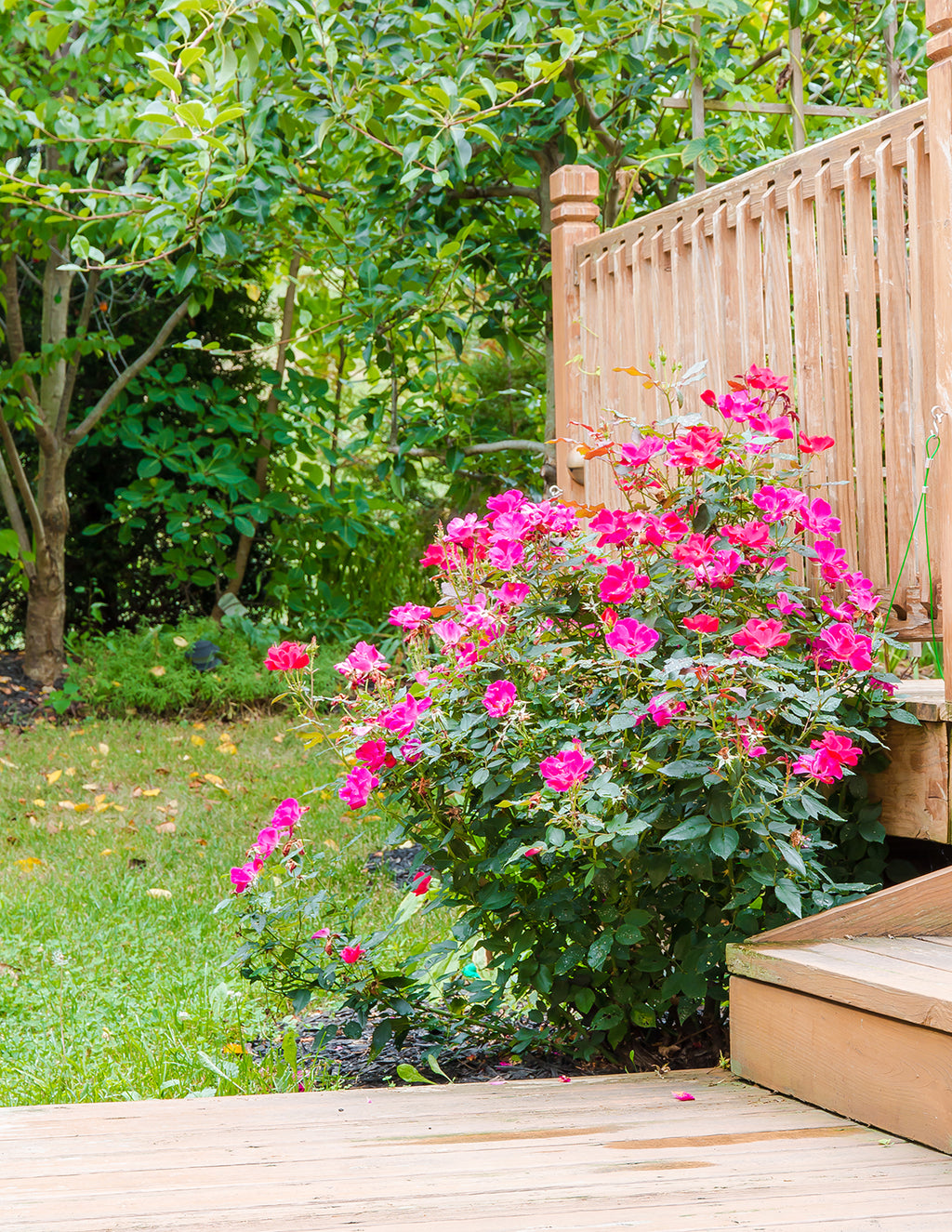 Pink Double Knock Out® Rose
