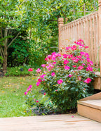 Pink Double Knock Out® Rose