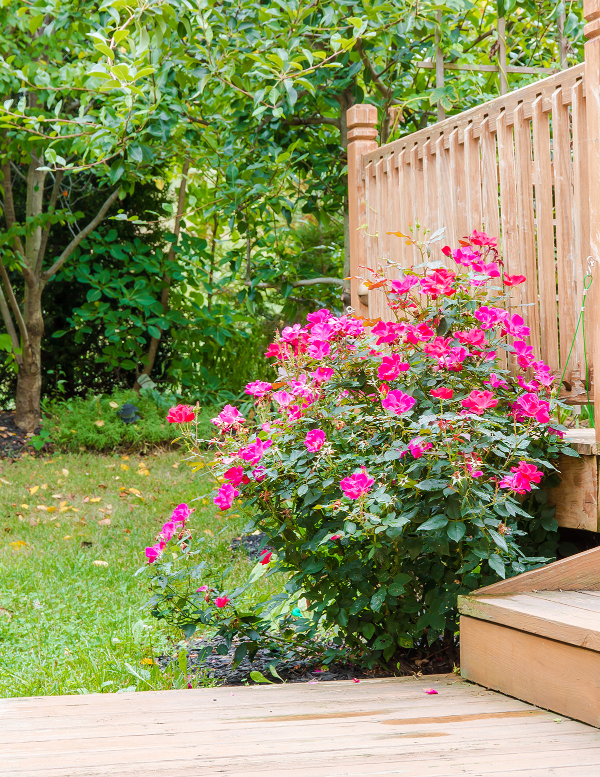 Pink Double Knock Out® Rose