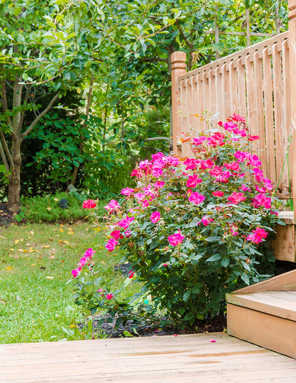 Pink Double Knock Out® Rose